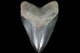 Serrated, Fossil Megalodon Tooth - Glossy Blade #76504-1
